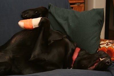 Dog Injured Paw