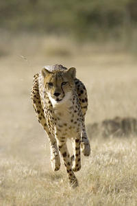 Can a Human Outrun a Cheetah?